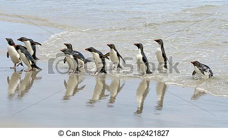 Picture of Rockhopper penguins (Eudyptes chrysocome) landing on.