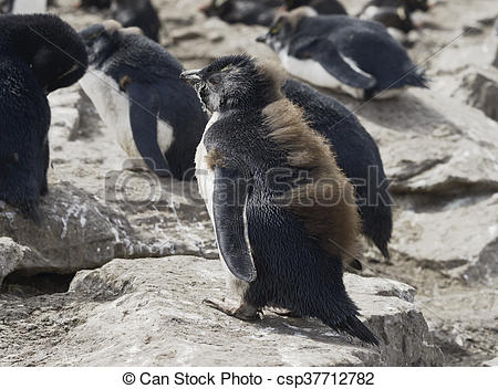 Pictures of Baby Rockhopper penguin (Eudyptes chrysocome.