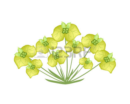 163 Euphorbia Stock Vector Illustration And Royalty Free Euphorbia.