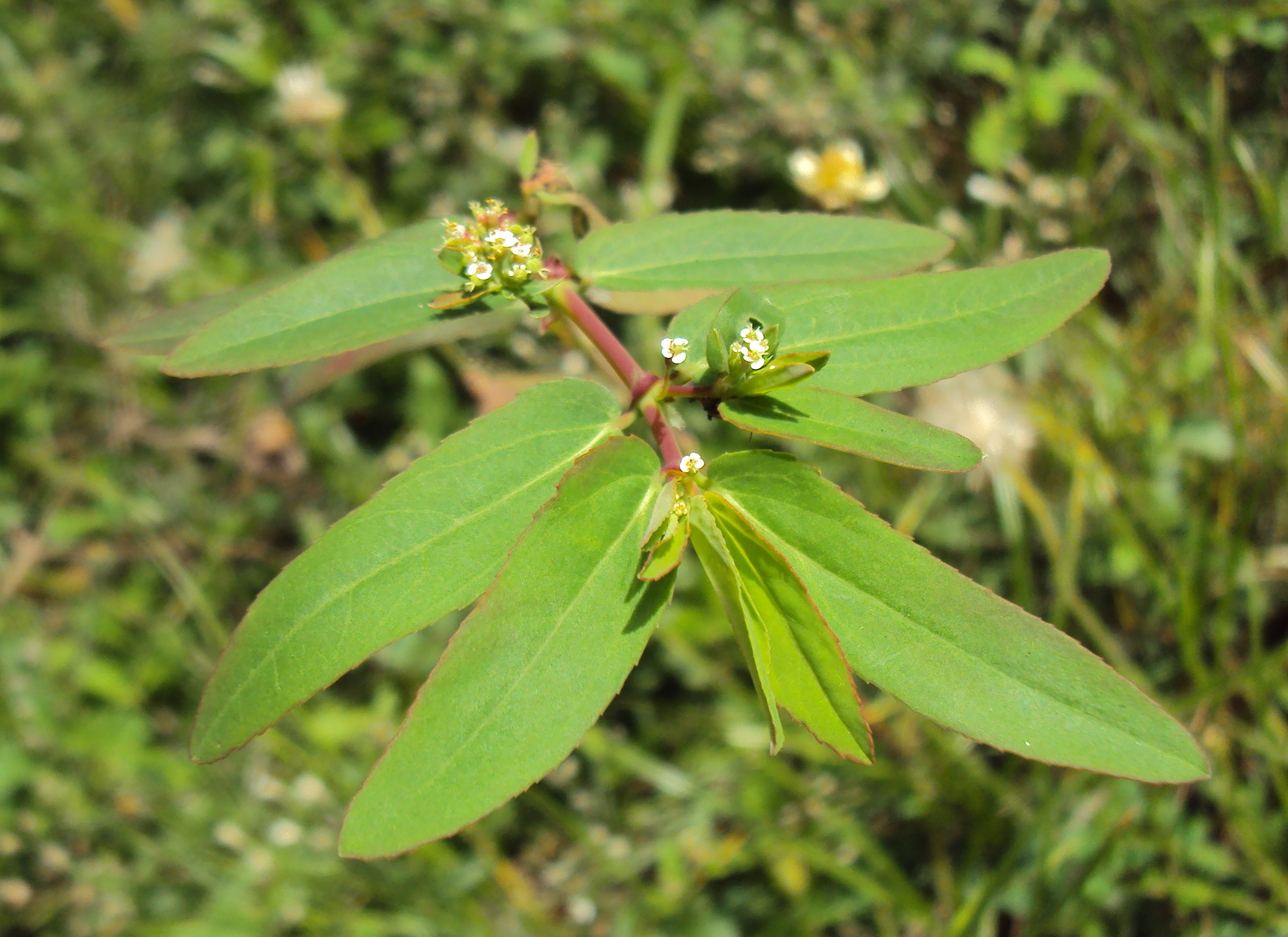 Euphorbia hypericifolia L..