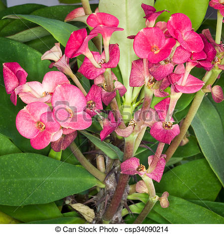 Stock Photography of Euphorbia milii.