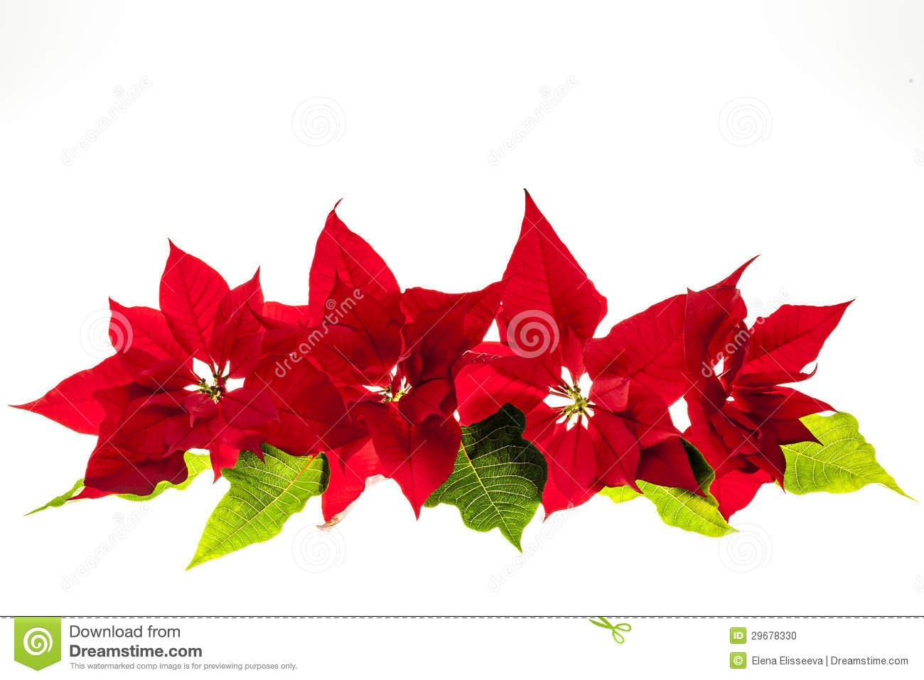 Arrangement With Christmas Poinsettias Stock Photo. Arrangement With Christmas Poinsettias Stock Photo.