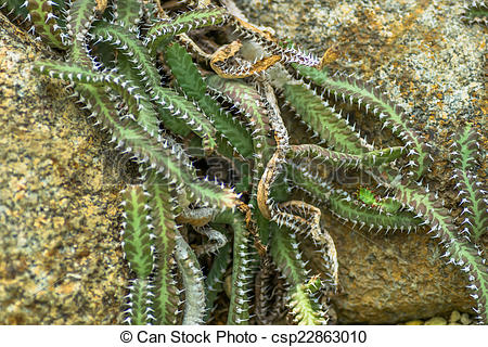 Stock Photography of Euphorbia stellata, Euphorbiaceae, South.