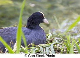 Stock Images of Eurasian coot duck (fulica atra) holding a branch.