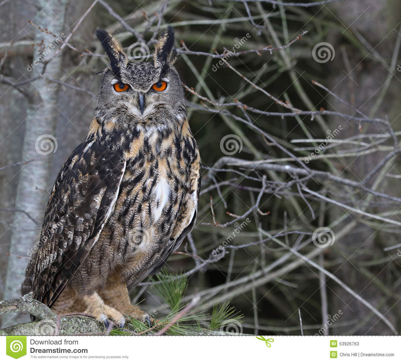 Eurasian Eagle Owl In A Tree Stock Photo.