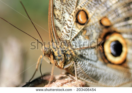Giant Owl Butterfly Stock Photos, Royalty.