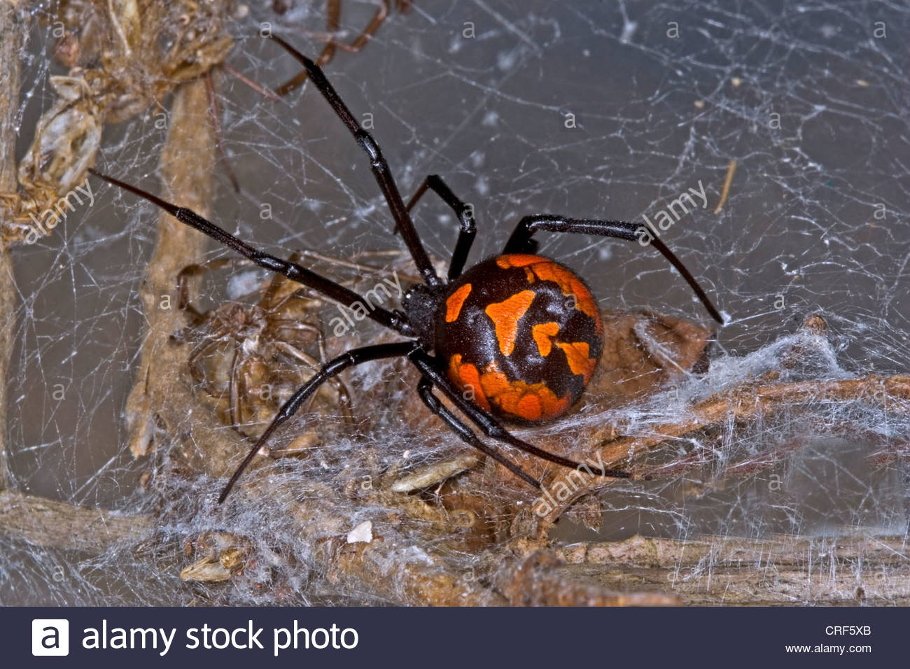 Cobweb And Widow Spiders Stock Photos & Cobweb And Widow Spiders.