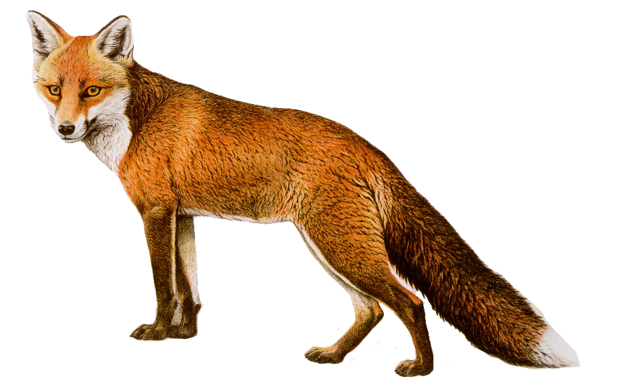 European fox clipart 20 free Cliparts | Download images on Clipground 2024