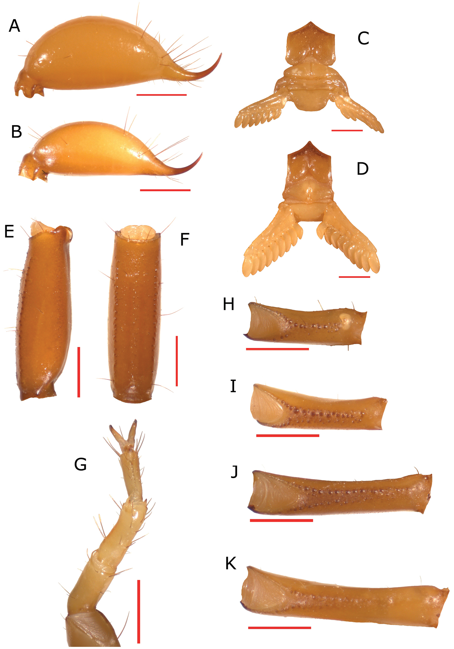 A new species of Euscorpius Thorell, 1876 (Scorpiones.