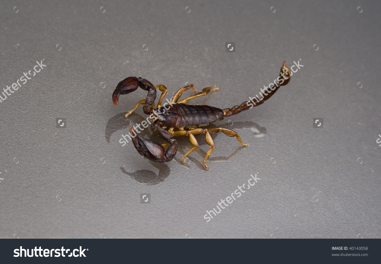 Scorpion Found In Umbria (It) Identified As An Euscorpius Italicus.