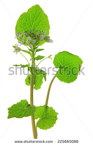 Japonicum Stock Photos, Royalty.