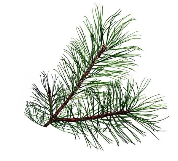 Evergreen boughs clipart - Clipground