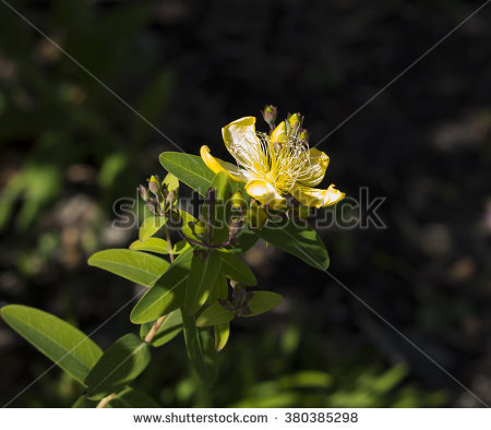 Rhizomatous Stock Photos, Royalty.