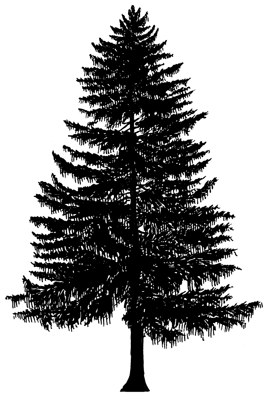 Evergreen tree clipart 20 free Cliparts | Download images on Clipground