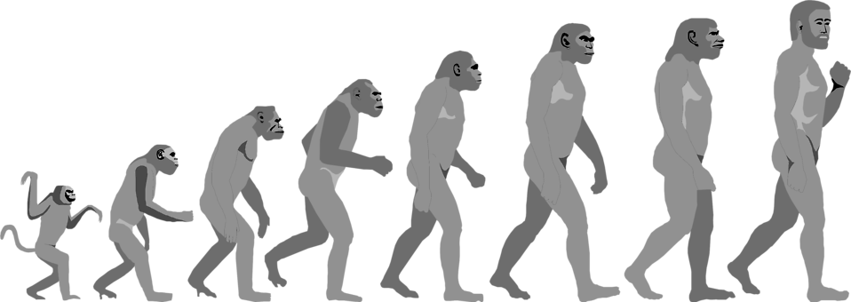 Evolution Clip Art Images.