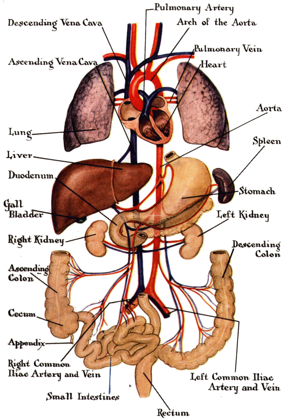 Excretory System Organs Labeled Excretory System Of Human Organs And