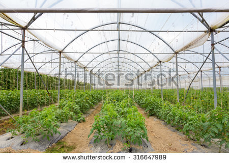 Modern Industrial Greenhouse Full Exotic Cactus Stock Photo.