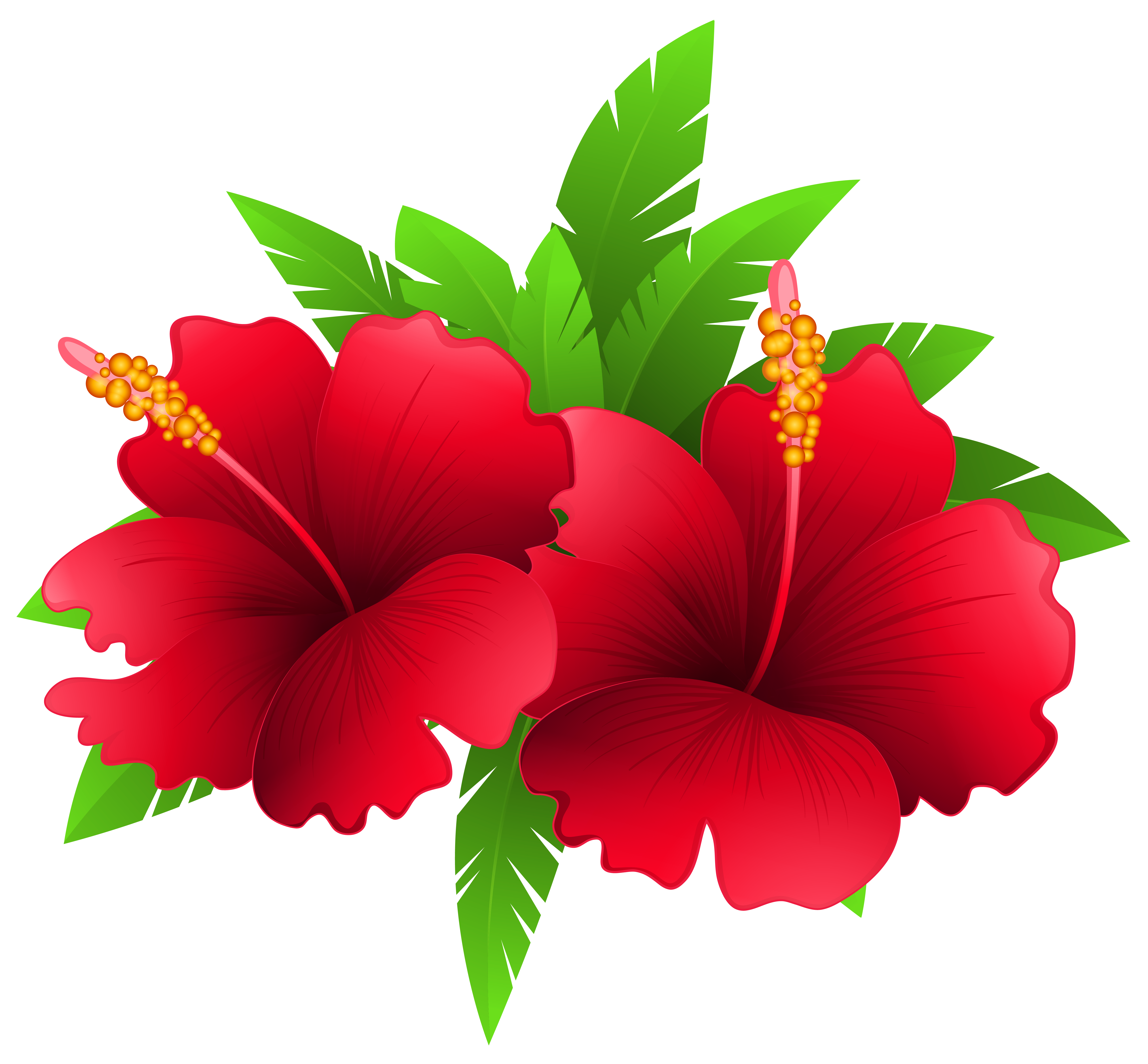 Exotic Flowers and Plant PNG Clipart Image.