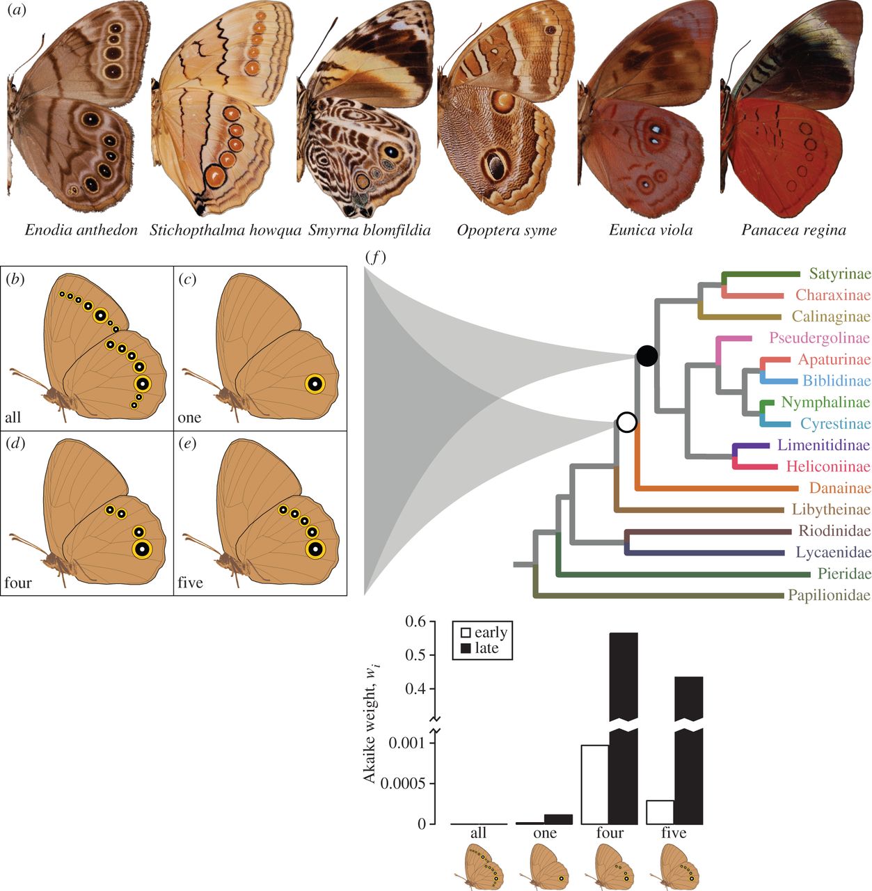 Nymphalid eyespot serial homologues originate as a few.