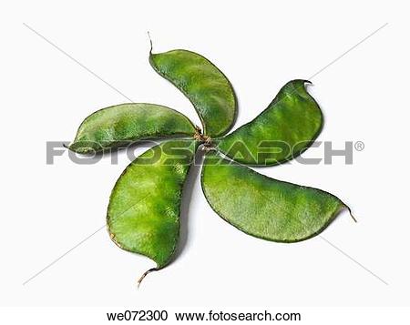 Stock Photography of Lablab purpureus L., Pawata, Papilionaceae.
