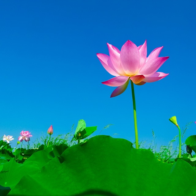 Free photo White Water Lily Water Lily Flower Lotus Bloom.