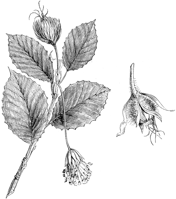 Branchlet of Fagus Sylvatica with Male and Female Flowers.