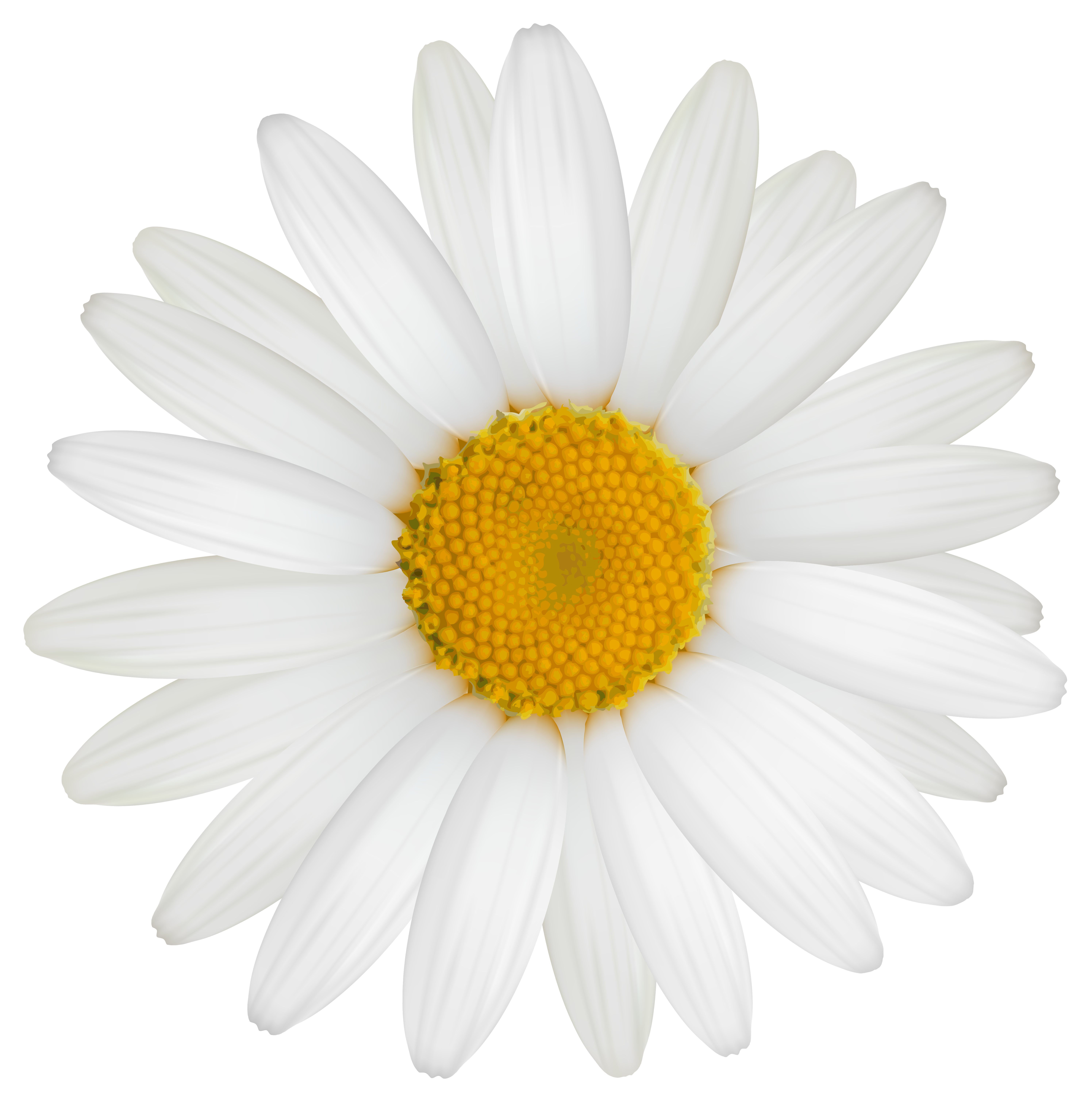 Daisy PNG Clipart Image.