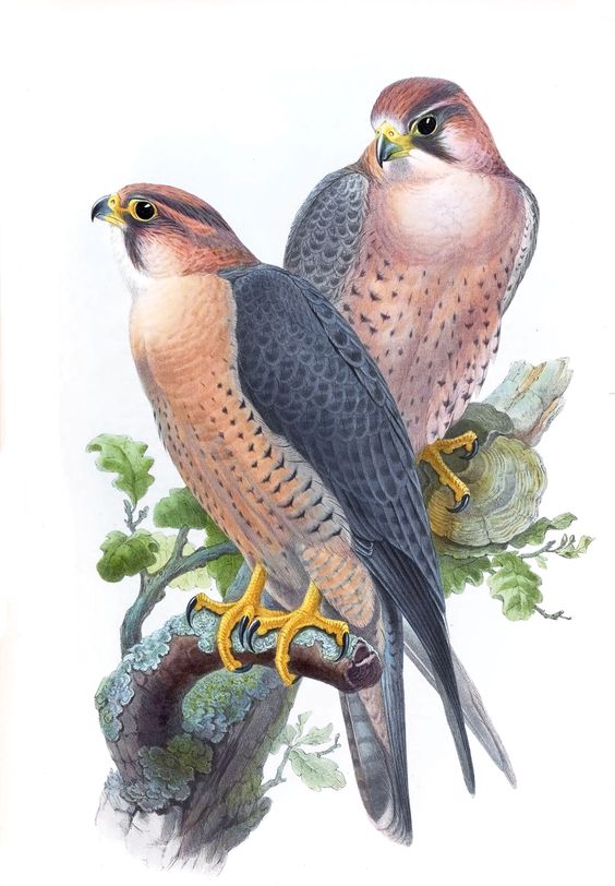 Falco Peregrinus Babylonicus.