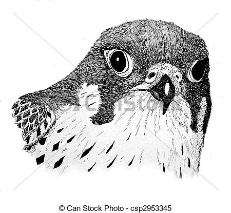 Peregrine falcon falco peregrinus hawk bird birding Illustrations.