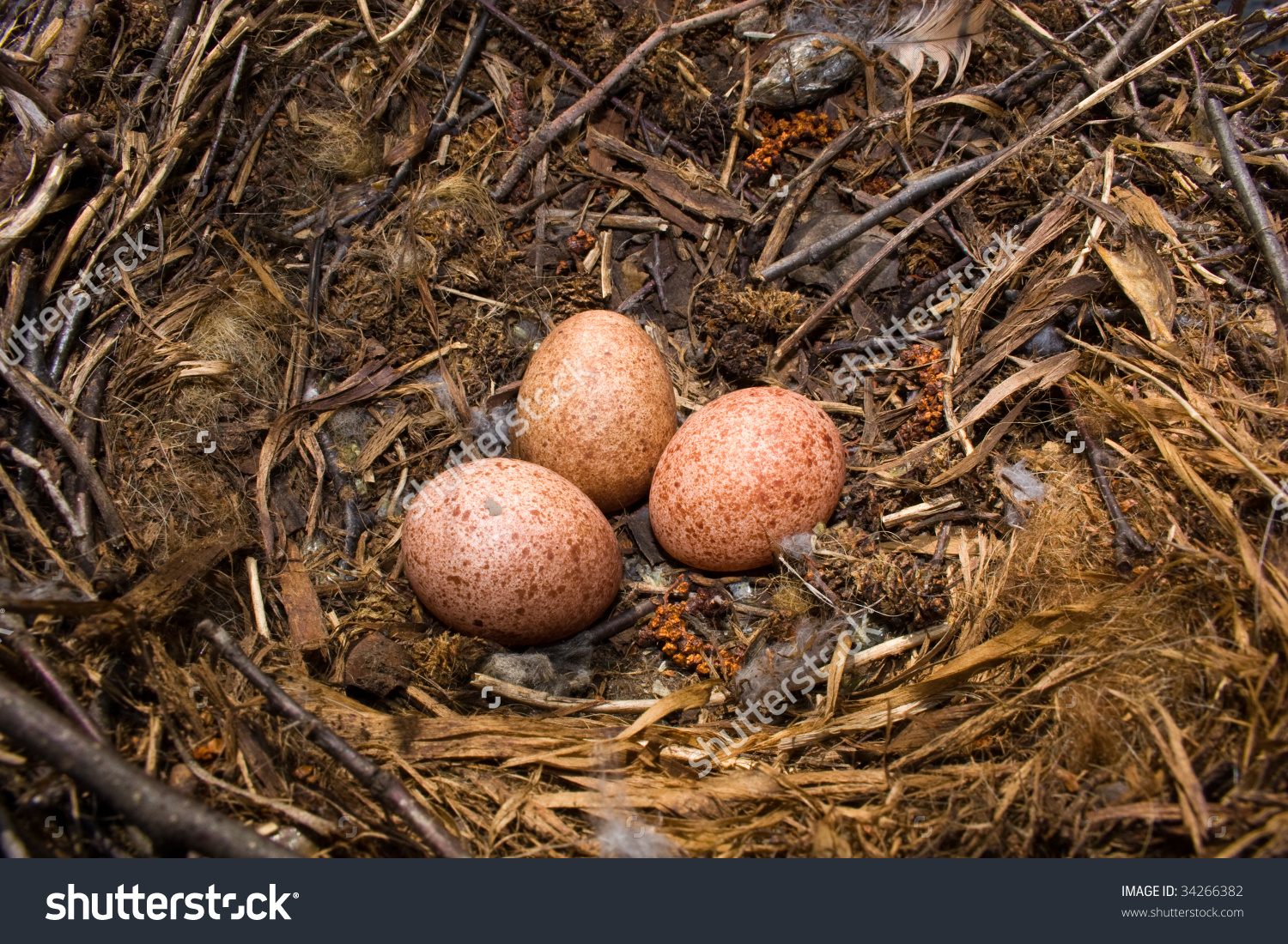 Nest Of A Kestrel With Eggs. The Common Kestrel (Falco Tinnunculus.