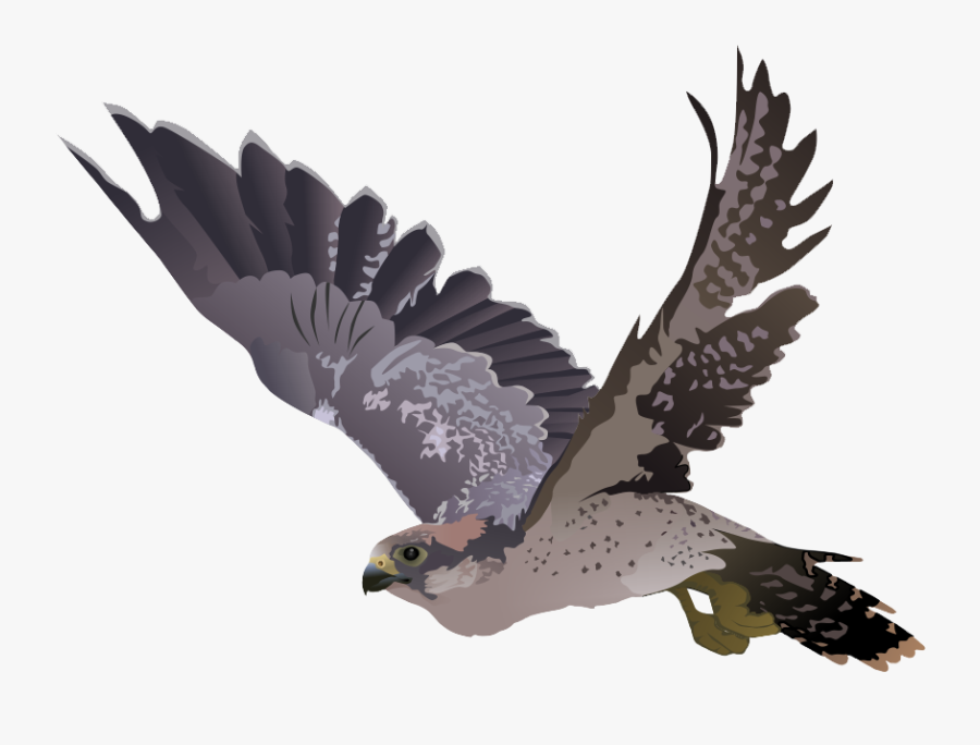 Download Free Falcon Birds Png Transparent Images.
