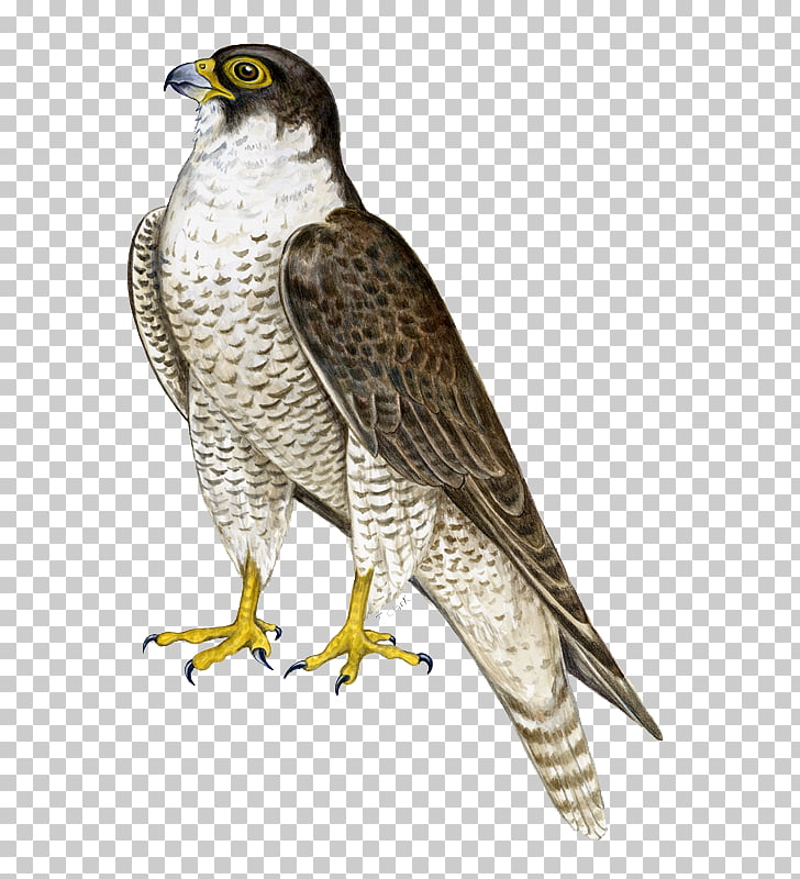Falcon , Falcon , white and black hawk illustration PNG.