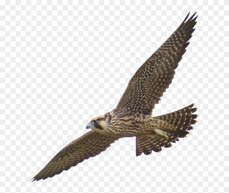 Falcon Clipart Harrier.