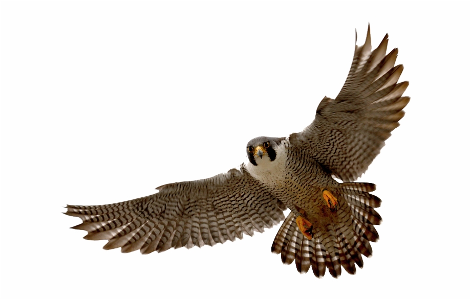 Falcon Png.