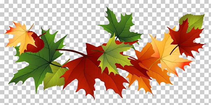 Maple Leaf Garland PNG, Clipart, Maple Leaves, Nature Free.