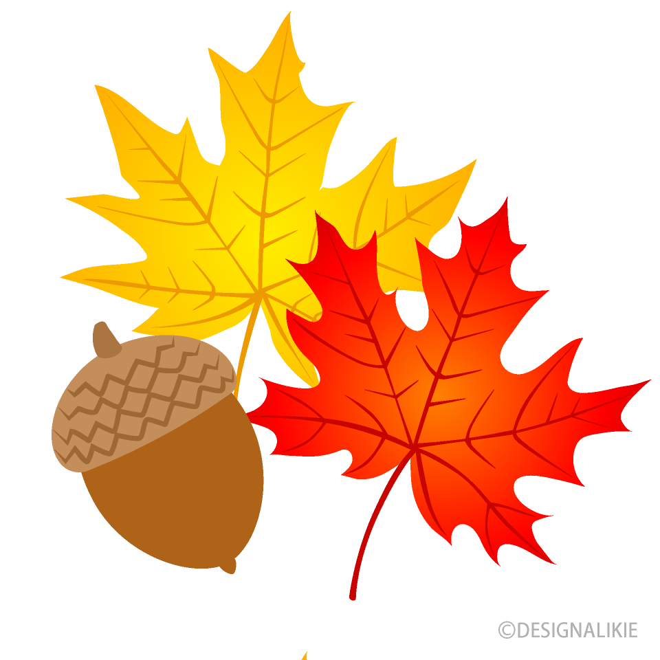 Free Maple Leaves and Acorn Clipart Image｜Illustoon.
