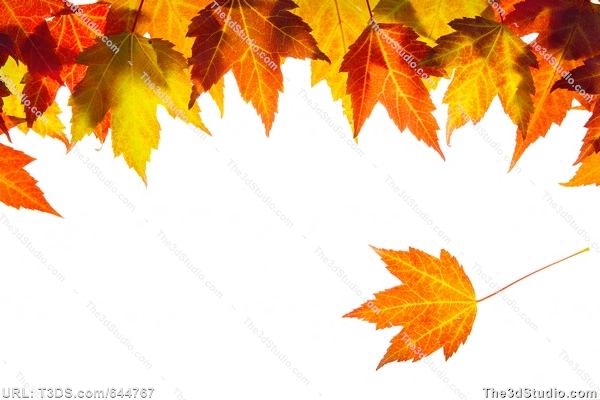 Fall Leaves Border Clipart.