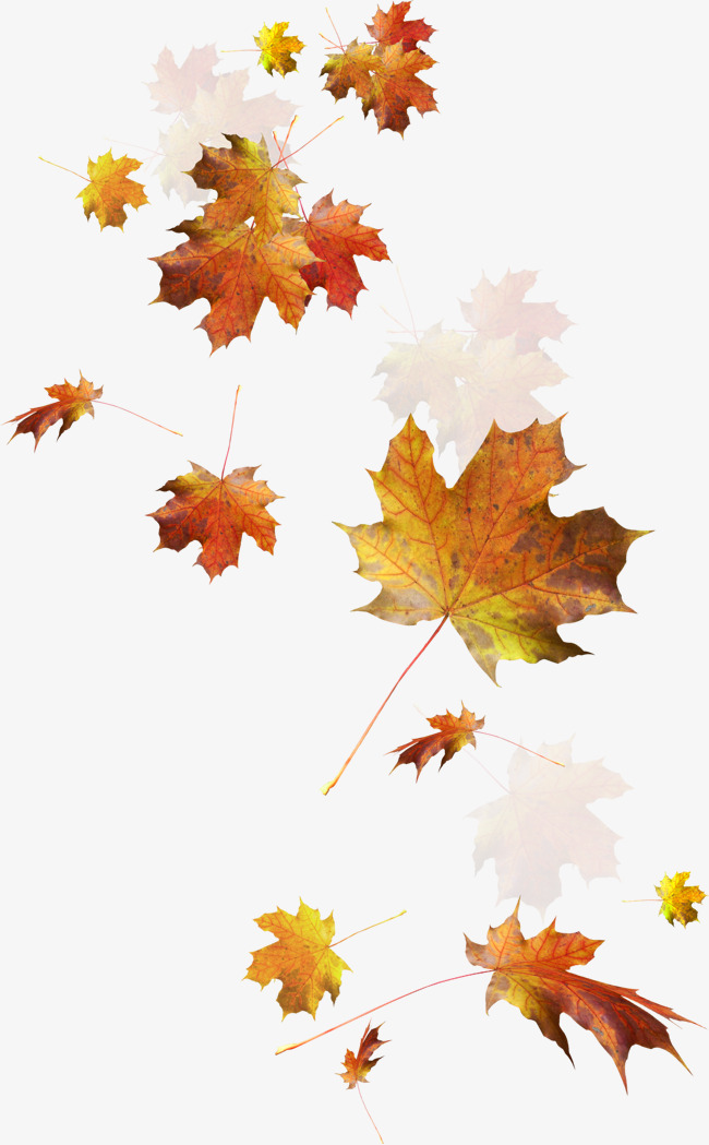Autumn Leaves Png & Free Autumn Leaves.png Transparent Images #1922.