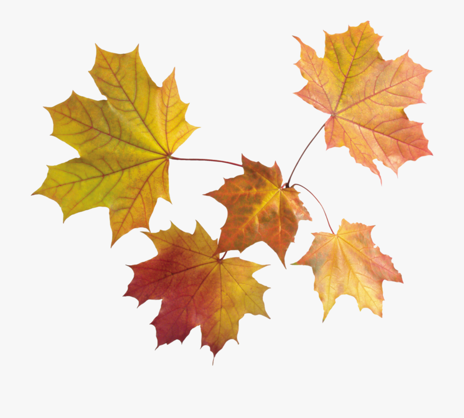 falling autumn leaves png 10 free Cliparts | Download images on