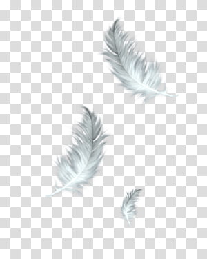Feather PNG clipart images free download.