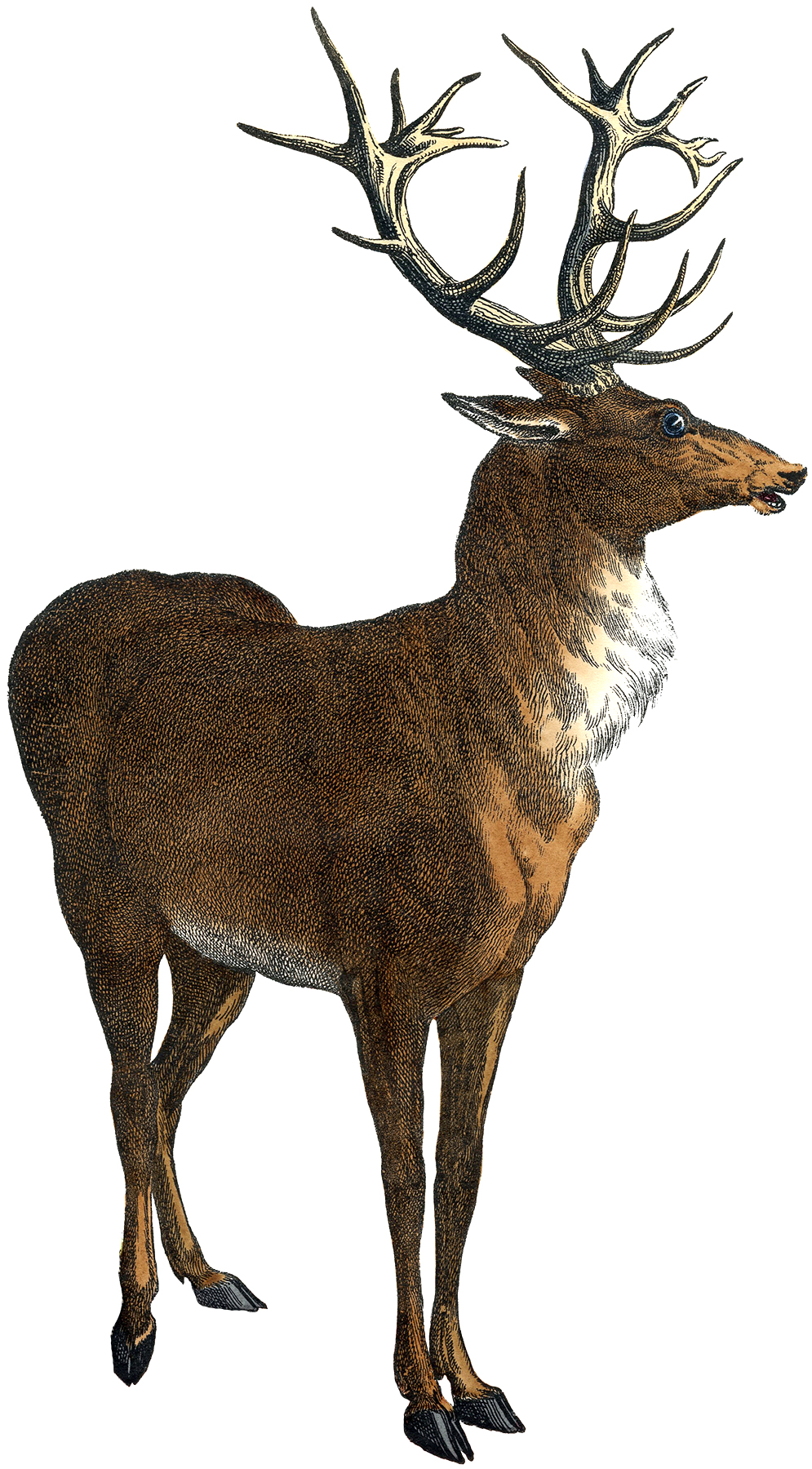 Deer Graphics.