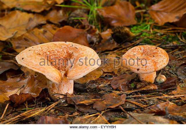 Mushroom Lactarius Deliciosus Stock Photos & Mushroom Lactarius.