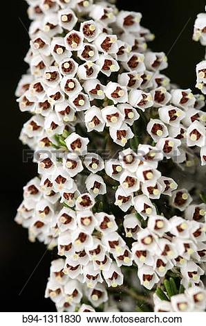 Stock Photography of Tree heat flowers. Erica arborea. Family.