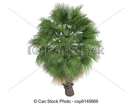 Stock Illustration of Desert Fan Palm or Washingtonia filifera.