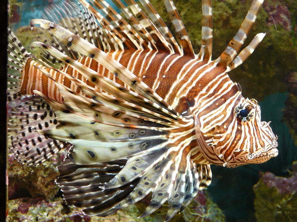 Free photo Fish Pacific Rotfeuerfisch Pterois Volitans Lionfish.