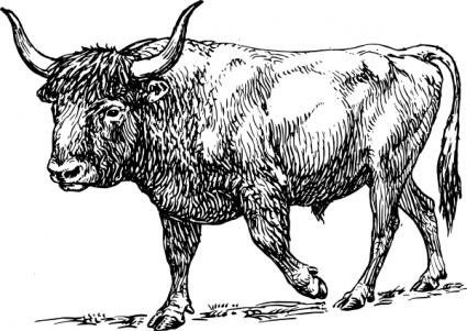 Ox Clipart.