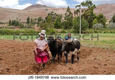 Pictures of Farming images of couple wotking with oxen on farm in.