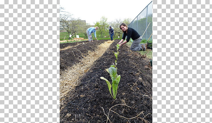 Crop Soil Farm Mulch Compost, community garden PNG clipart.