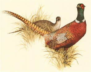 Pheasant Clip Art PG 1.