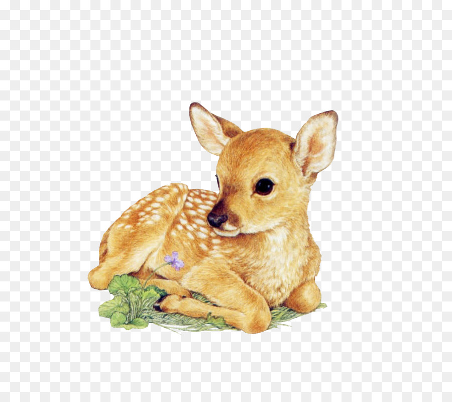 fawn png 10 free Cliparts | Download images on Clipground 2022